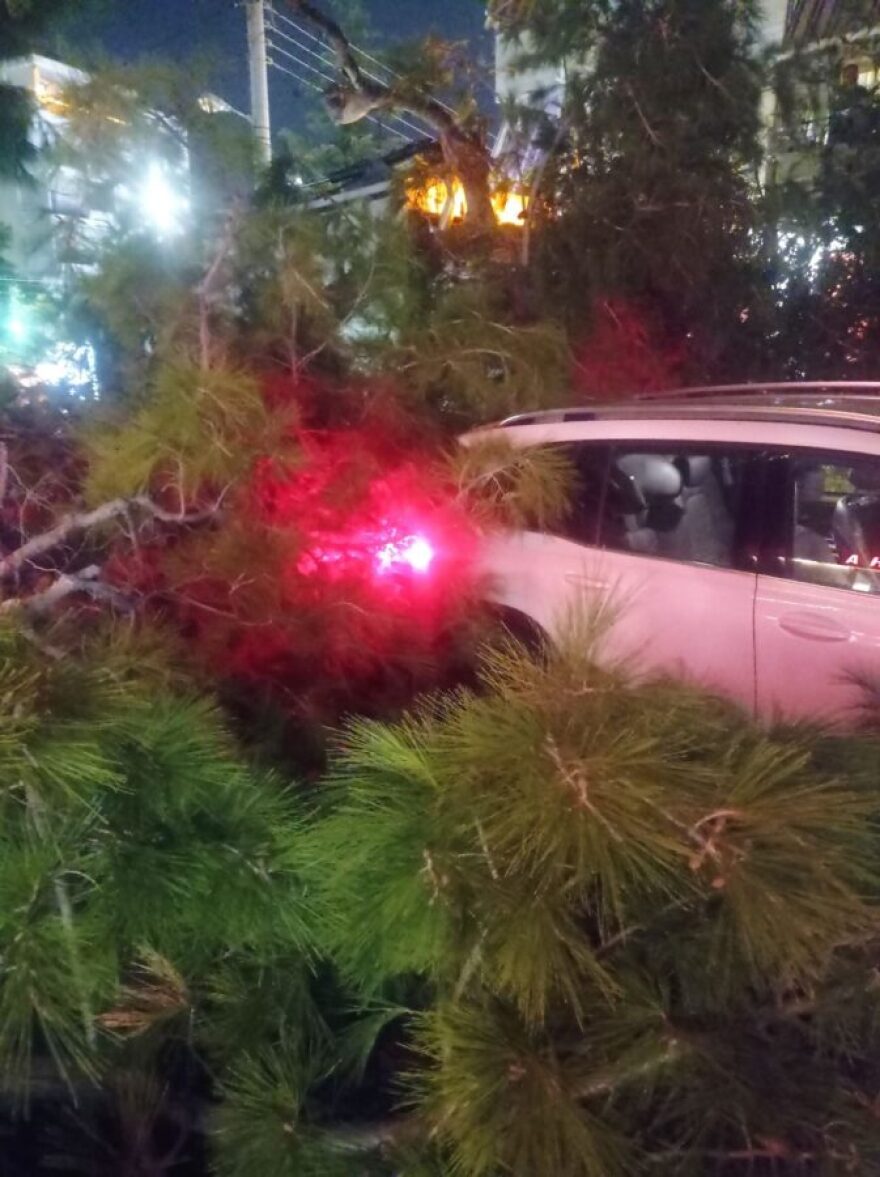 Μεγάλο πεύκο έπεσε σε απορριμματοφόρο και αυτοκίνητο στο Παλαιό Φάληρο, δείτε φωτογραφίες