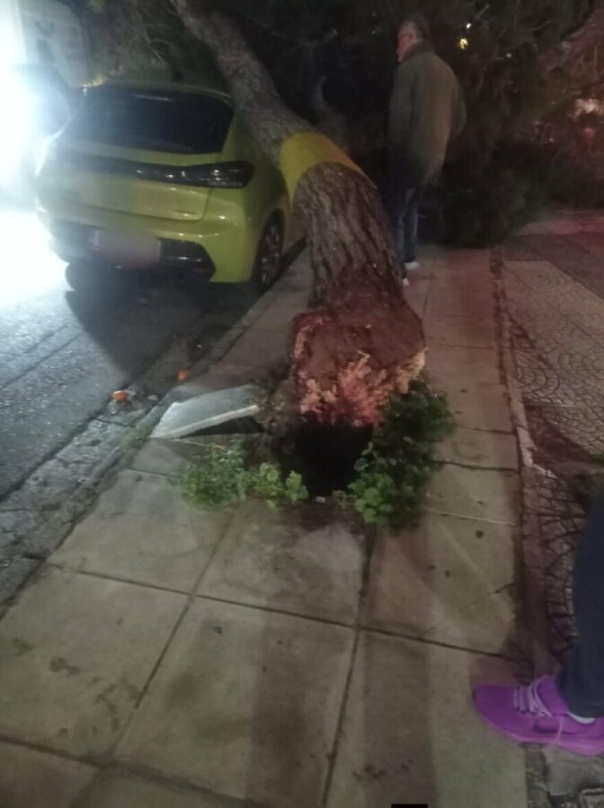 Μεγάλο πεύκο έπεσε σε απορριμματοφόρο και αυτοκίνητο στο Παλαιό Φάληρο, δείτε φωτογραφίες
