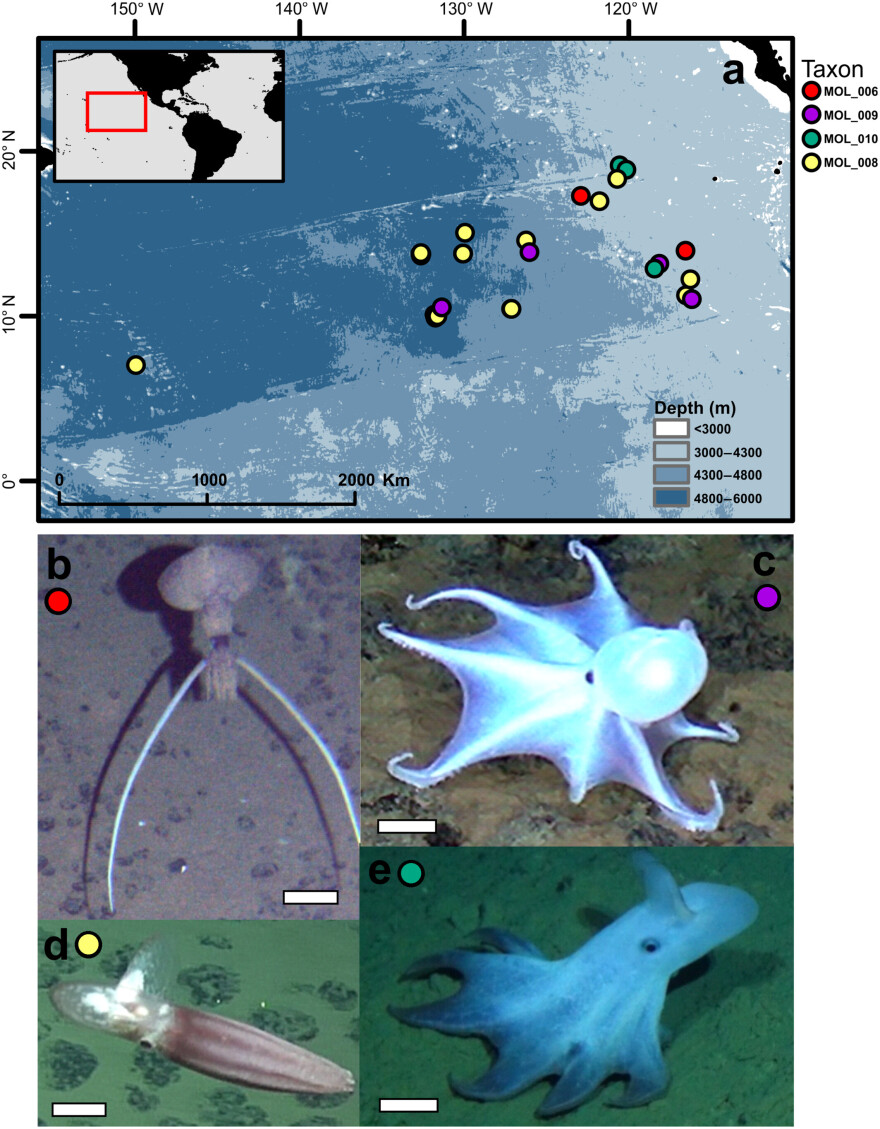 «Δεν έχουμε ξαναδεί κάτι τέτοιο»: Επιστήμονες εντόπισαν άγνωστο είδος καλαμαριού σε βάθος 4.000 μέτρων στον Ειρηνικό