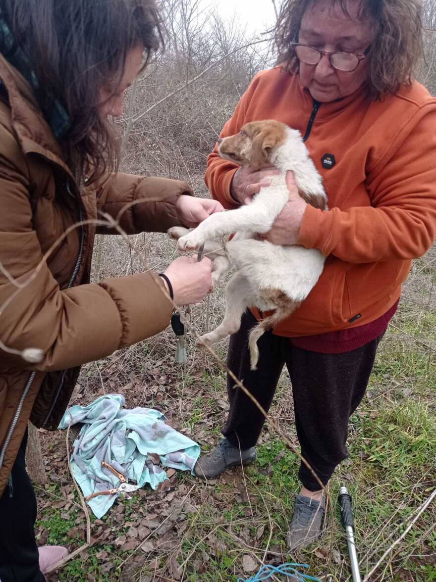 Κακοποίησαν σεξουαλικά κουτάβι τριών μηνών στην Καρδίτσα - Ψάχνουν DNA στη ζώνη του δράστη