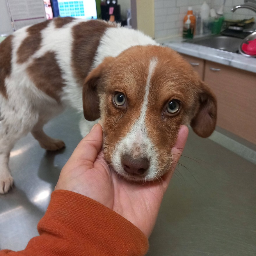 Κακοποίησαν σεξουαλικά κουτάβι τριών μηνών στην Καρδίτσα - Ψάχνουν DNA στη ζώνη του δράστη