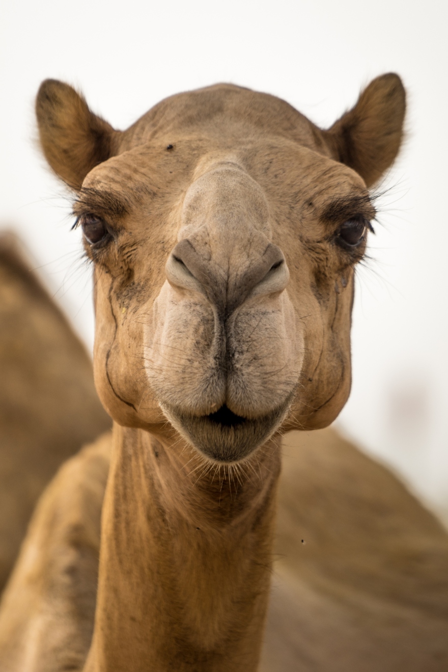 Σάλος σε καλλιστεία καμηλών στο Ομάν: Οι διοργανωτές απέκλεισαν 20 ζώα για... μπότοξ και αισθητικά εμφυτεύματα