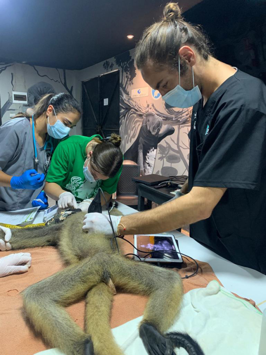 Ο κτηνίατρος που γύρισε από τη ζούγκλα: Ο Μανώλης Κουμαντάκης έσωσε μυρμηγκοφάγο στον Αμαζόνιο και τώρα περιθάλπει ιγκουάνα στην Αθήνα, δείτε φωτογραφίες