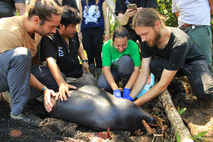Ο κτηνίατρος που γύρισε από τη ζούγκλα: Ο Μανώλης Κουμαντάκης έσωσε μυρμηγκοφάγο στον Αμαζόνιο και τώρα περιθάλπει ιγκουάνα στην Αθήνα, δείτε φωτογραφίες