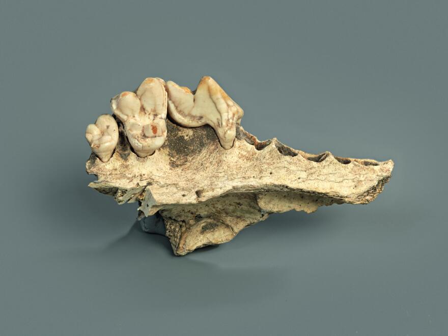 Νέα ευρήματα για την εξημέρωση των σκύλων: Ζούσαν ήδη μαζί μας πριν από τουλάχιστον 14.200 χρόνια