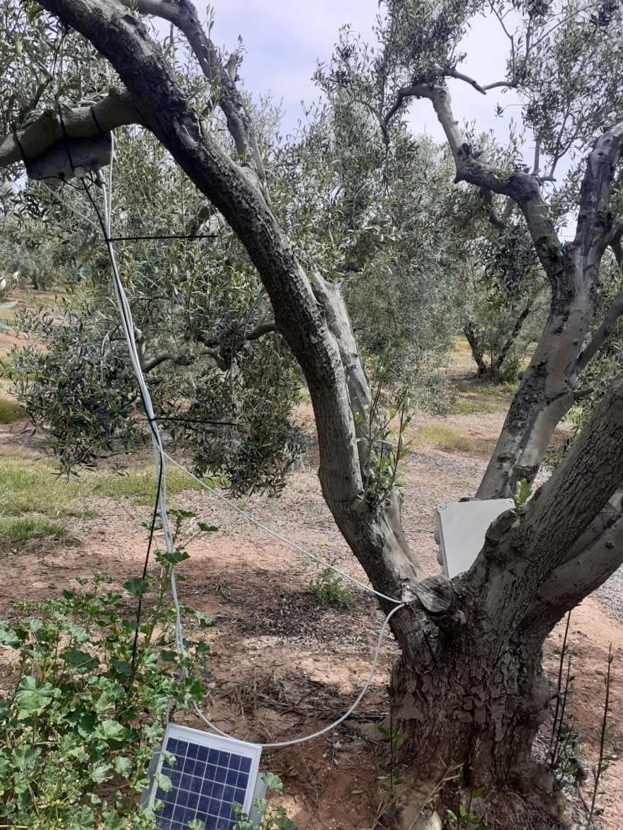 Αγουρέλαιο Χαλκιδικής: Καινοτόμo πρωτόκολλο παραγωγής με ευφυή συστήματα «εκτοξεύει» τις δυνατότητες των ελαιοκαλλιεργητών