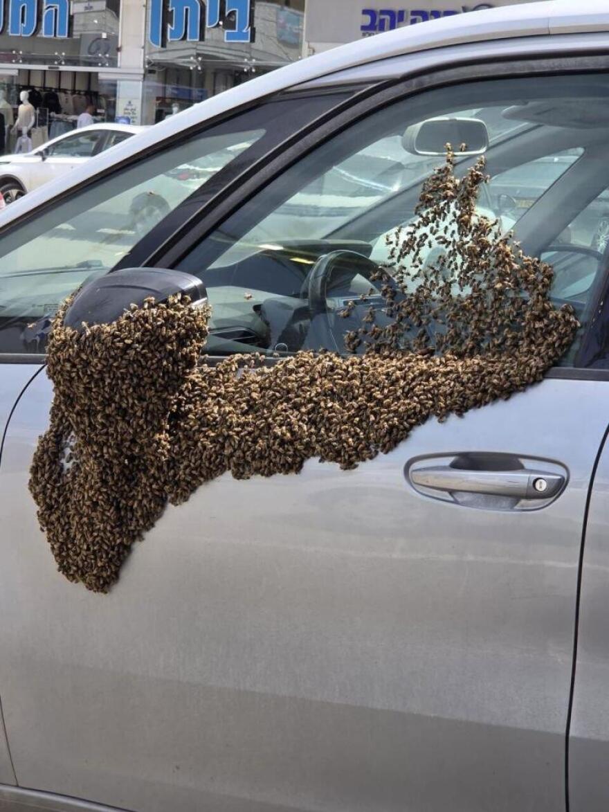 Τεράστιο σμήνος από μέλισσες εισέβαλε σε πόλη στο νότιο Ισραήλ, δείτε βίντεο

