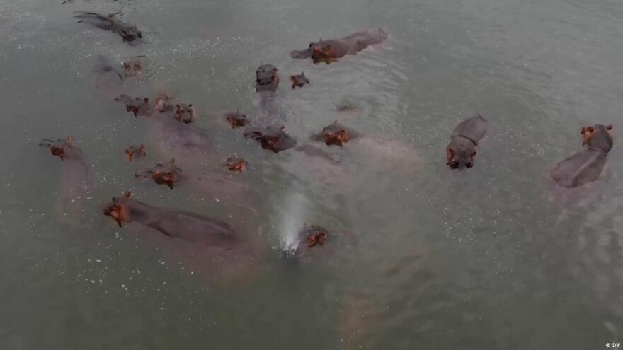 Κανείς δεν θέλει τους ιπποπόταμους του Πάμπλο Εσκομπάρ: Η ευθανασία ως μόνη λύση, η οικολογική απειλή και οι ακτιβιστές που αντιδρούν
