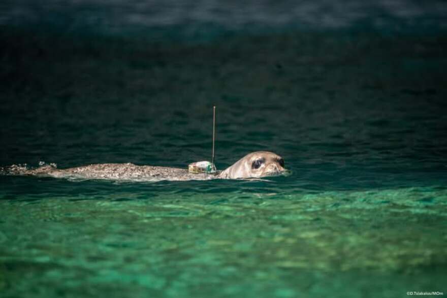 Η μεγάλη μέρα έφτασε, η μικρή φώκια με το όνομα Καλυψώ επέστρεψε, υγιής και δυνατή, στην ανοιχτή θάλασσα
