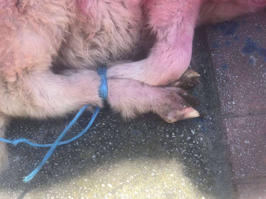 Έδεσαν αρνάκια και τα έβαψαν κόκκινα έξω από εκκλησία στη Θεσσαλονίκη, δείτε βίντεο και φωτογραφία