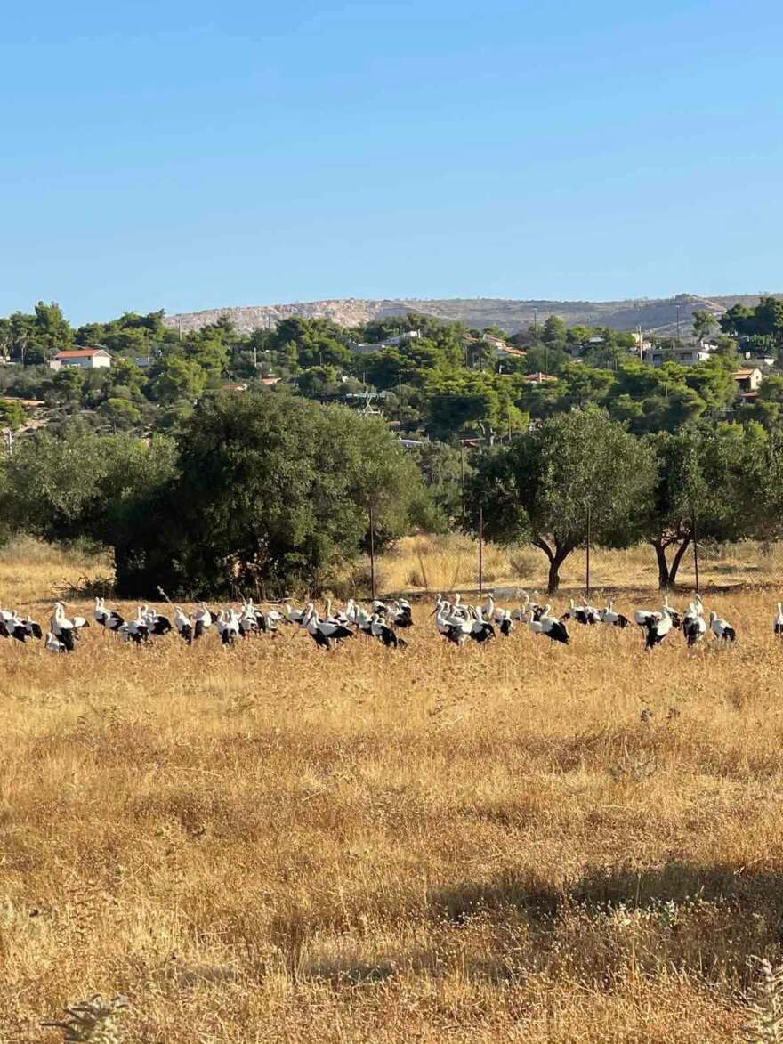 Βίντεο με το εντυπωσιακό πέρασμα των πελαγών στα Λεγραινά
