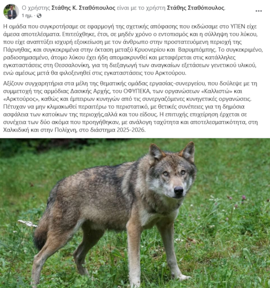 Αιχμαλωτίστηκε ο λύκος που επιτέθηκε στον δρομέα στο Κρυονέρι και πάει ... ισόβια σε «φυλακή» στη Φλώρινα
