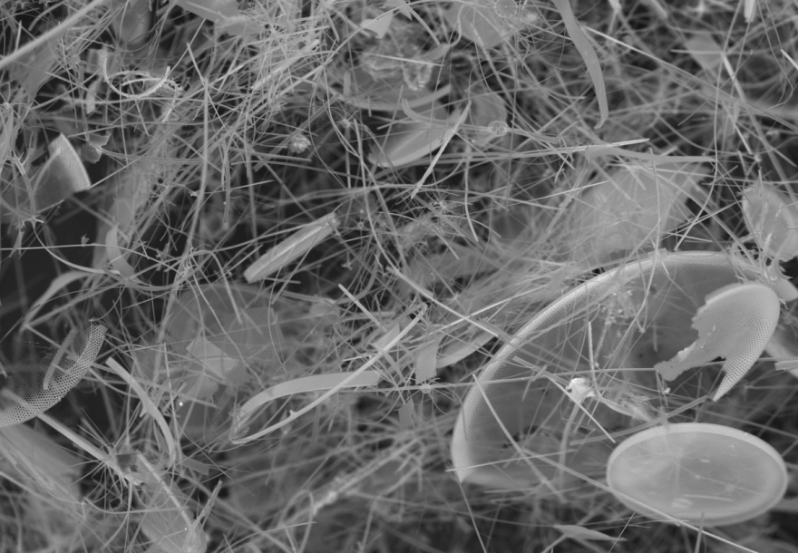 Έλληνες επιστήμονες αποκάλυψαν το παρελθόν της Ερυθράς Θάλασσας