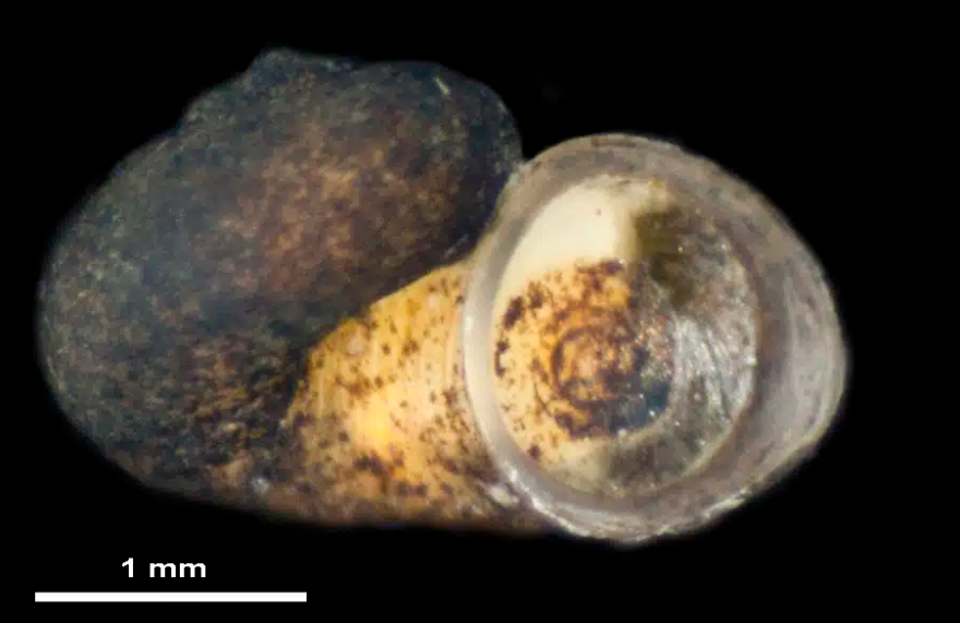 Πώς ένα μικροσκοπικό σαλιγκάρι συνδέει την εξελικτική ιστορία Τριχωνίδας και Οχρίδας που βρίσκονται 200 χλμ. μακριά η μια από την άλλη