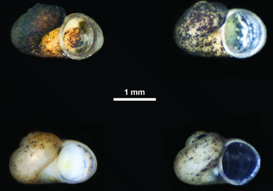 Πώς ένα μικροσκοπικό σαλιγκάρι συνδέει την εξελικτική ιστορία Τριχωνίδας και Οχρίδας που βρίσκονται 200 χλμ. μακριά η μια από την άλλη