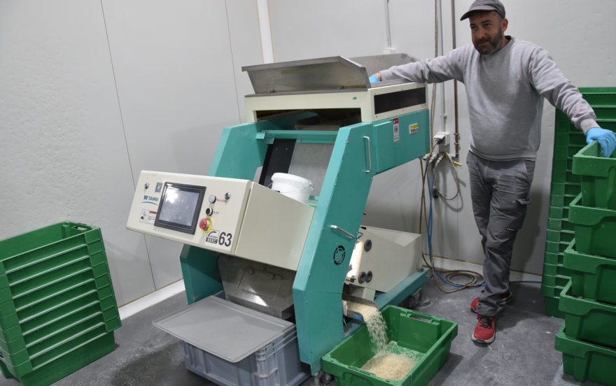 Πολύτιμα για τη Χίο τα «δάκρυα» του μαστιχόδεντρου - Μαστίχι αξίας 20 εκατ. ευρώ φέτος στους παραγωγούς 