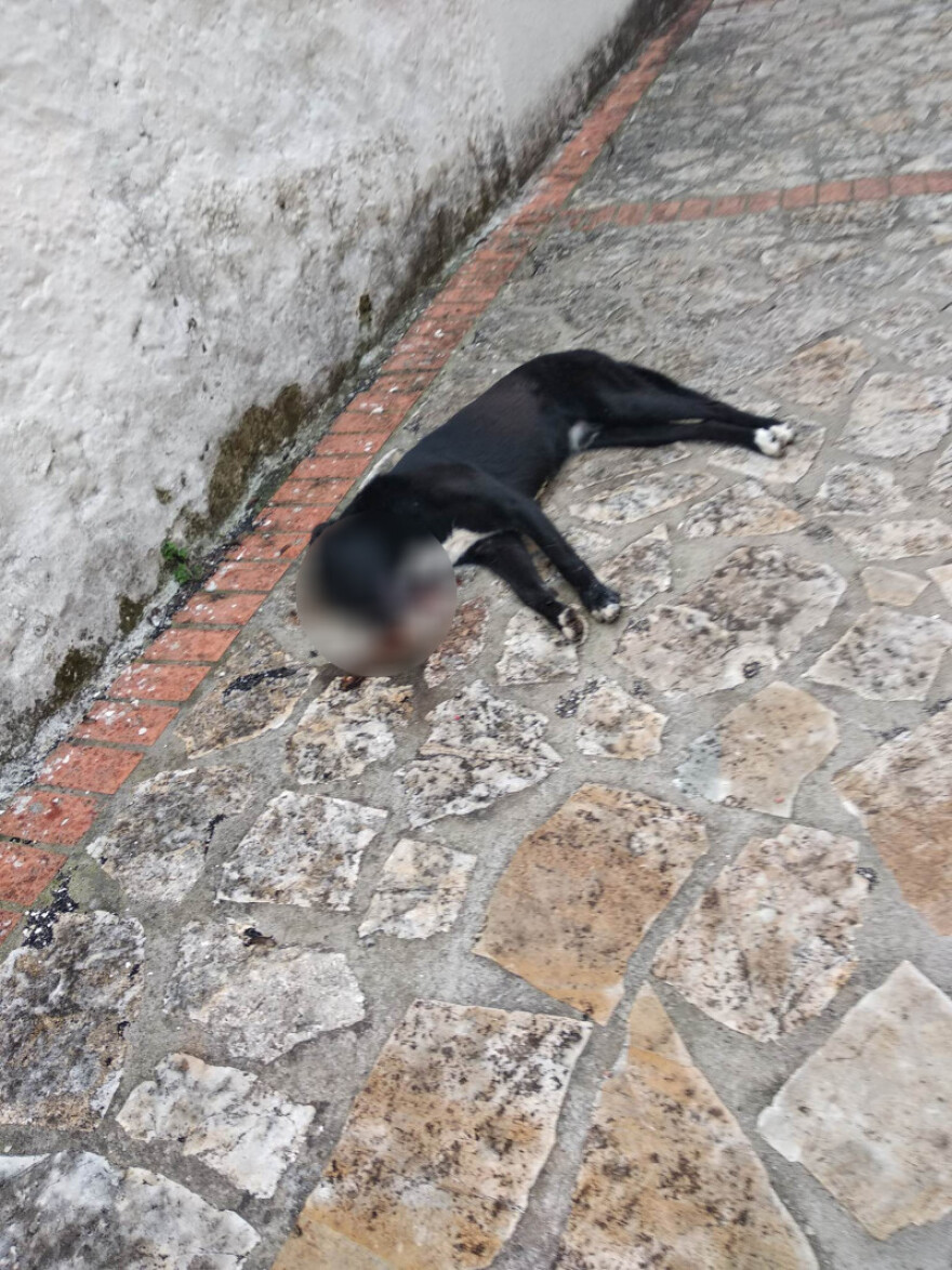 Αγρίνιο: Ασυνείδητοι φόλιασαν γάτες και σκυλιά