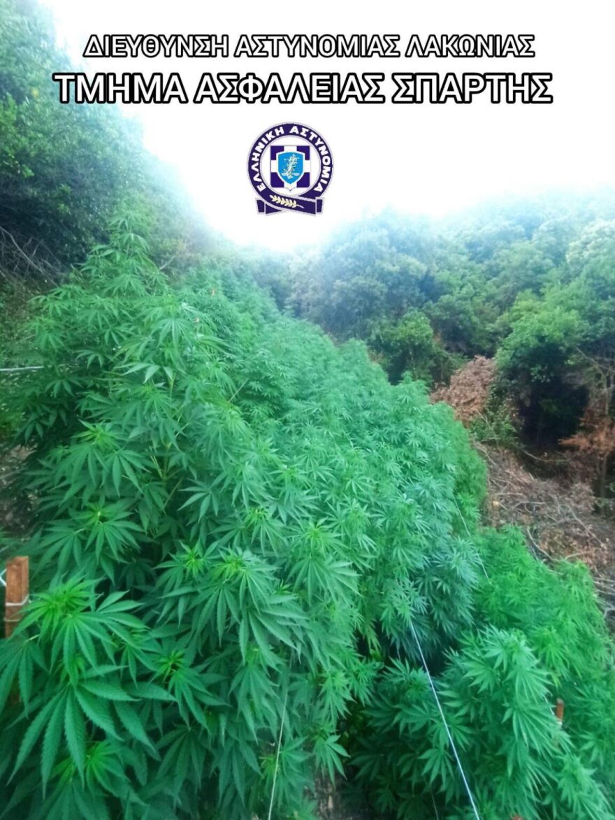 Λακωνία: Έστησαν «παγίδα» στους καλλιεργητές μεγάλης χασισοφυτείας και τους συνέλαβαν