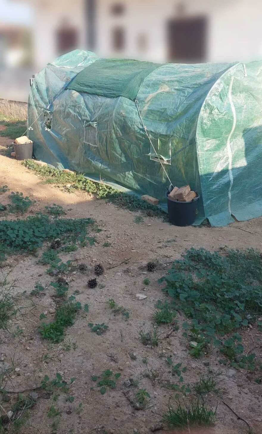 Αίγινα: Συνελήφθη 40χρονος που είχε κάνει το σπίτι του «θερμοκήπιο» κάνναβης - Δείτε φωτογραφίες