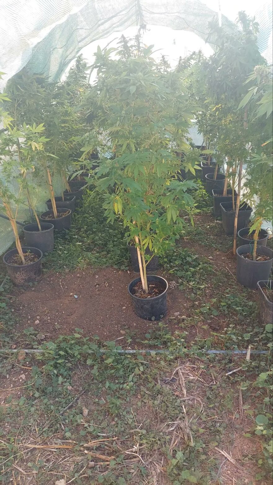 Αίγινα: Συνελήφθη 40χρονος που είχε κάνει το σπίτι του «θερμοκήπιο» κάνναβης - Δείτε φωτογραφίες