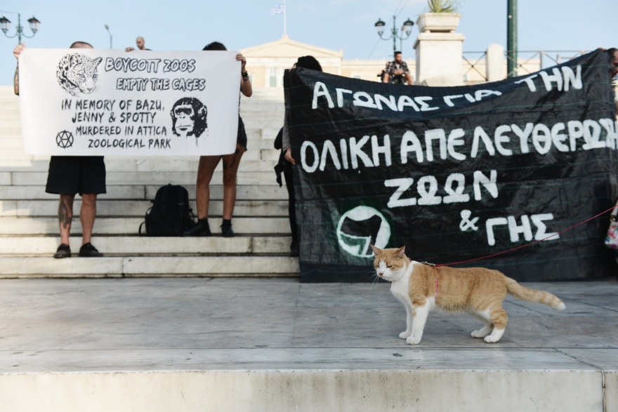 Παγκόσμια Ημέρα Ζώων - Σύνταγμα: Ακτιβιστές διαδηλώνουν για τα δικαιώματα των ζώων (φωτογραφίες)