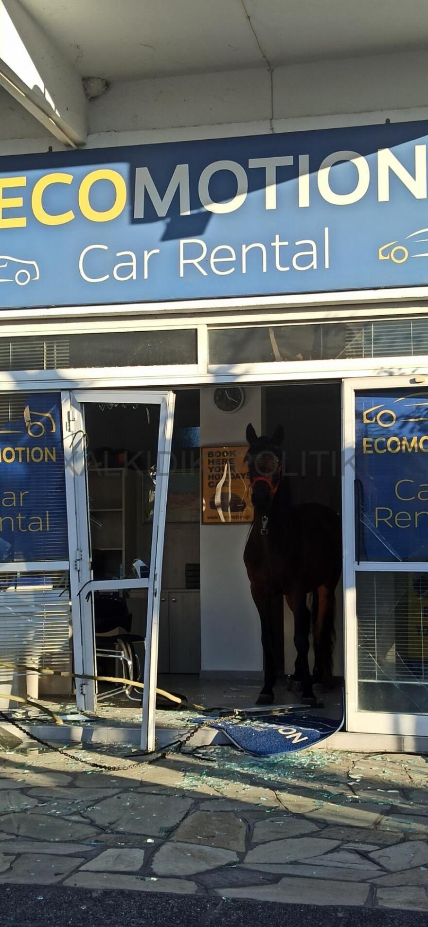 Χαλκιδική: Aλογο μπούκαρε σε επιχείρηση και τα έκανε γης μαδιάμ - Σε κατάσταση σοκ οι υπάλληλοι