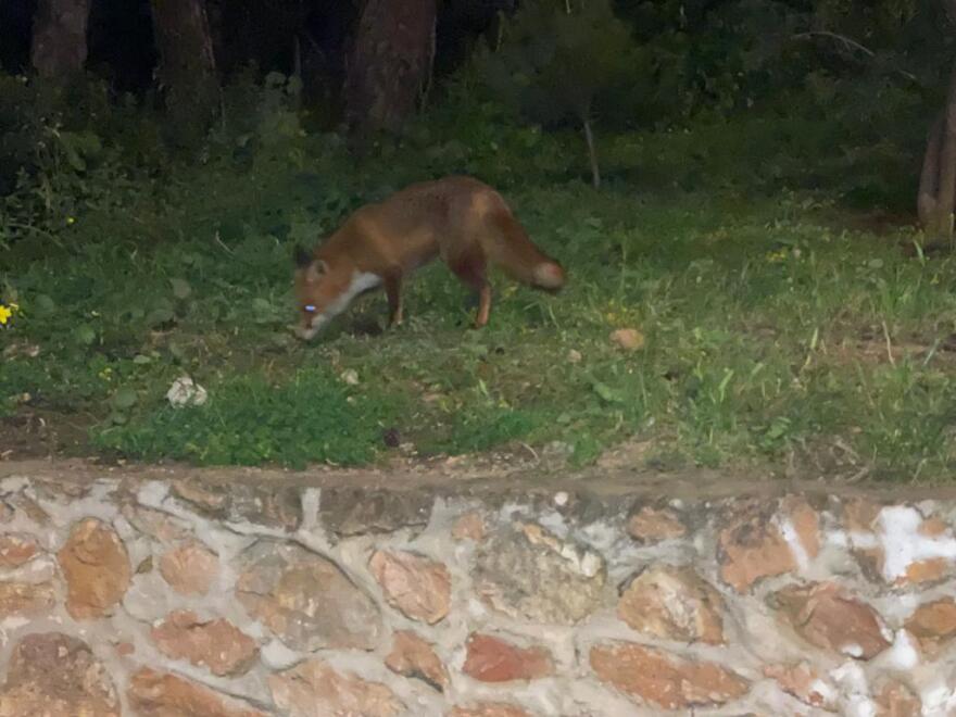 Τη βόλτα της στην Κρύπτη Αγίας Φιλοθέης έκανε χαριτωμένη αλεπουδίτσα - Δείτε φωτογραφίες