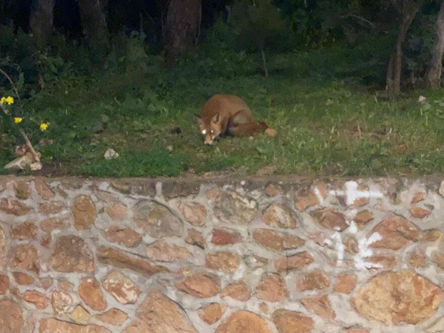 Τη βόλτα της στην Κρύπτη Αγίας Φιλοθέης έκανε χαριτωμένη αλεπουδίτσα - Δείτε φωτογραφίες