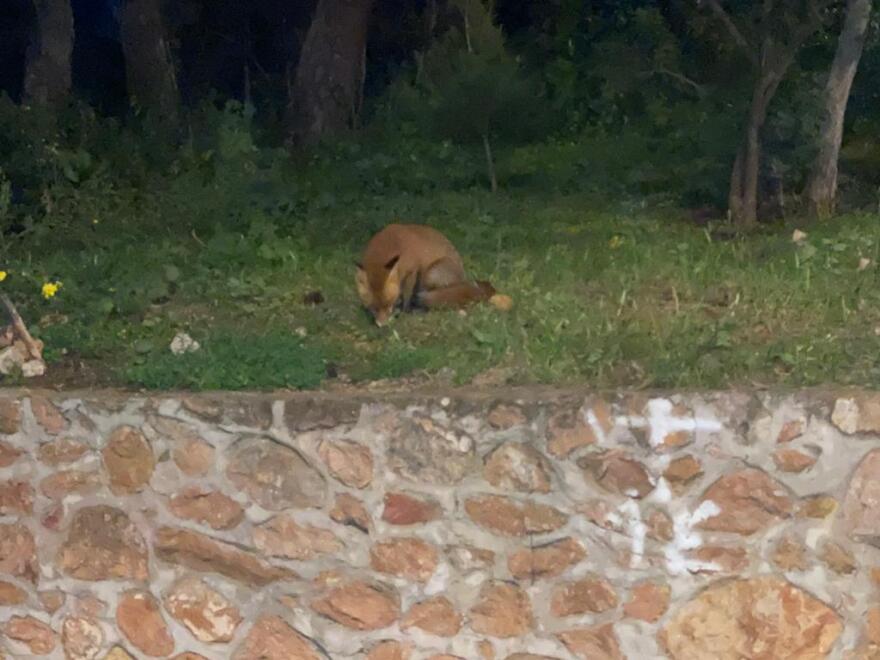 Τη βόλτα της στην Κρύπτη Αγίας Φιλοθέης έκανε χαριτωμένη αλεπουδίτσα - Δείτε φωτογραφίες