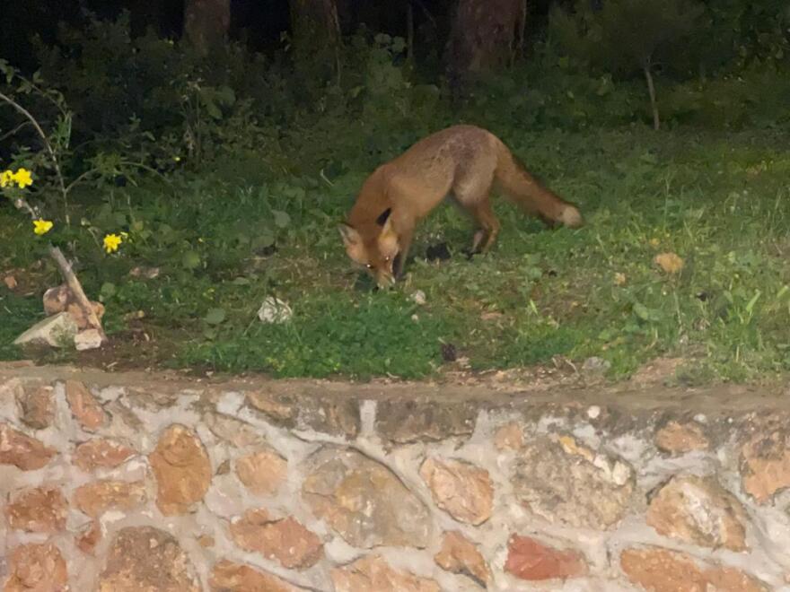 Τη βόλτα της στην Κρύπτη Αγίας Φιλοθέης έκανε χαριτωμένη αλεπουδίτσα - Δείτε φωτογραφίες