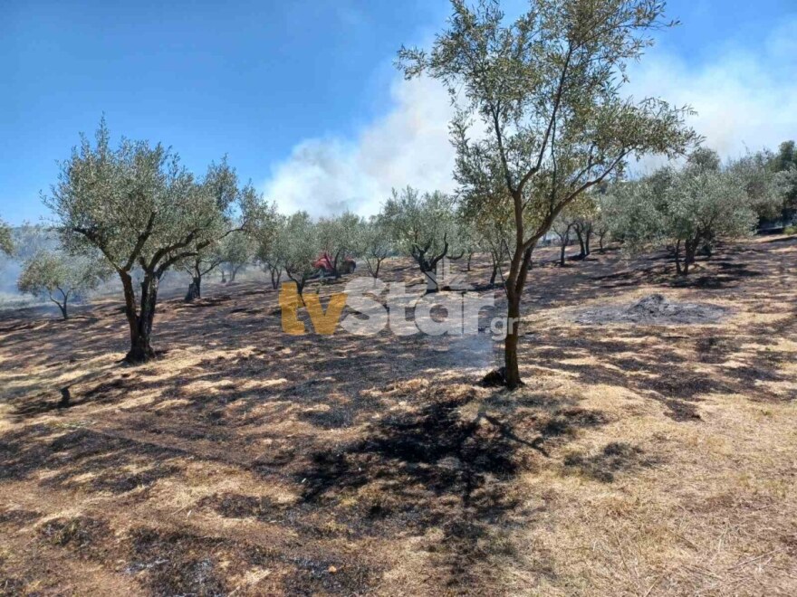 Υπό μερικό έλεγχο η φωτιά στον Αλίαρτο Βοιωτίας