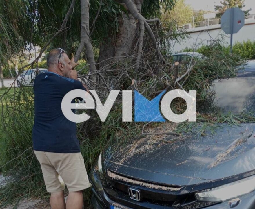 Ερέτρια: Δέντρο έπεσε και καταπλάκωσε αμάξι - Δείτε φωτογραφίες