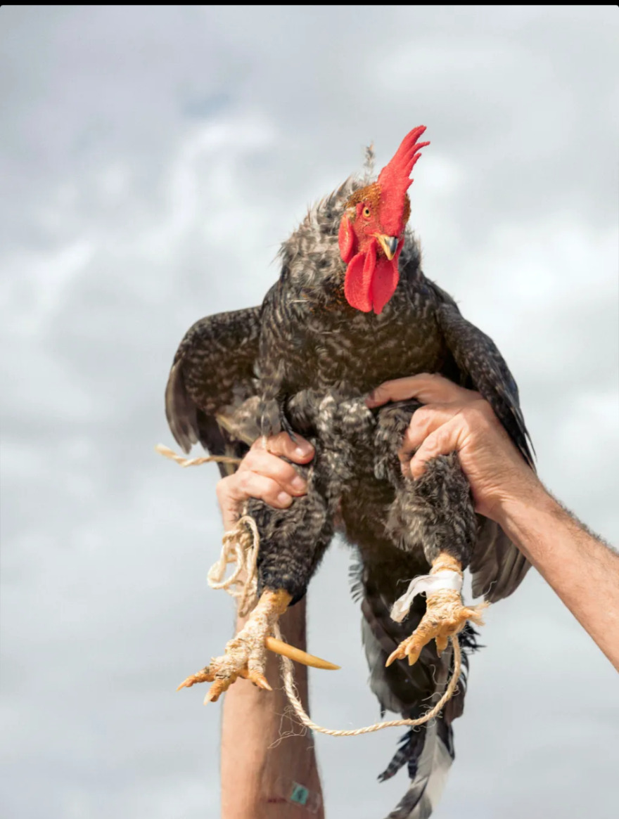 Euro 2024, Γαλλία-Βέλγιο: Ο θαυμαστός κ. Κλεμέντ και ο γκρινιάρης κ.Τεντέσκο