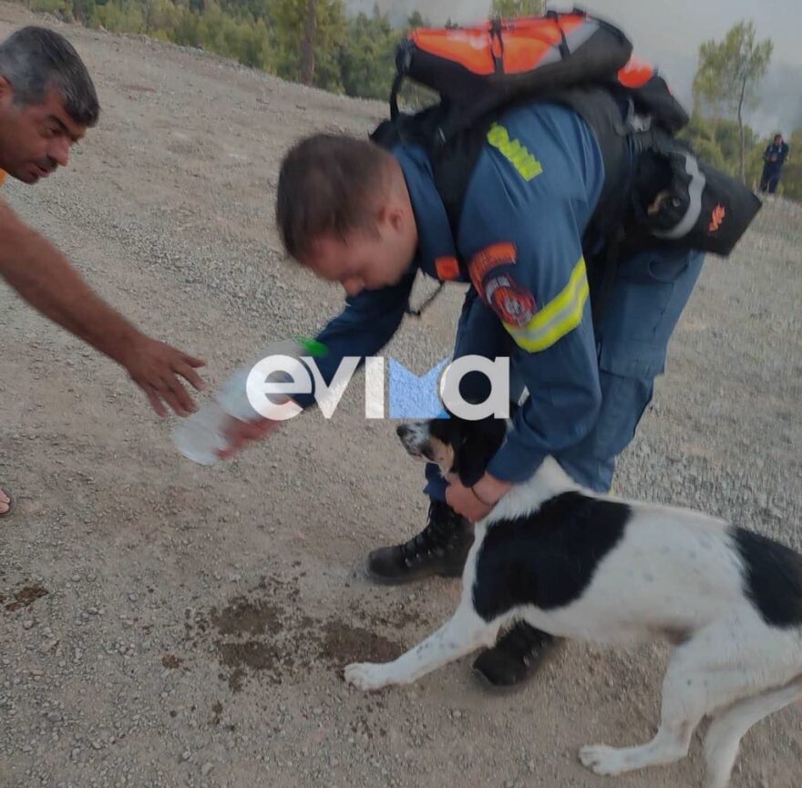 Ολονύχτια μάχη με τις φλόγες σε Εύβοια και Ρέθυμνο - Δείτε βίντεο και φωτογραφίες