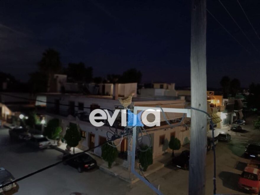 Εύβοια: Κότα ανέβηκε σε κολώνα της ΔΕΗ - Την απεγκλώβισαν εθελοντές