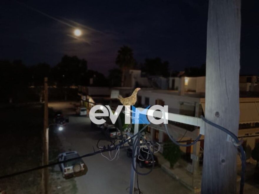 Εύβοια: Κότα ανέβηκε σε κολώνα της ΔΕΗ - Την απεγκλώβισαν εθελοντές