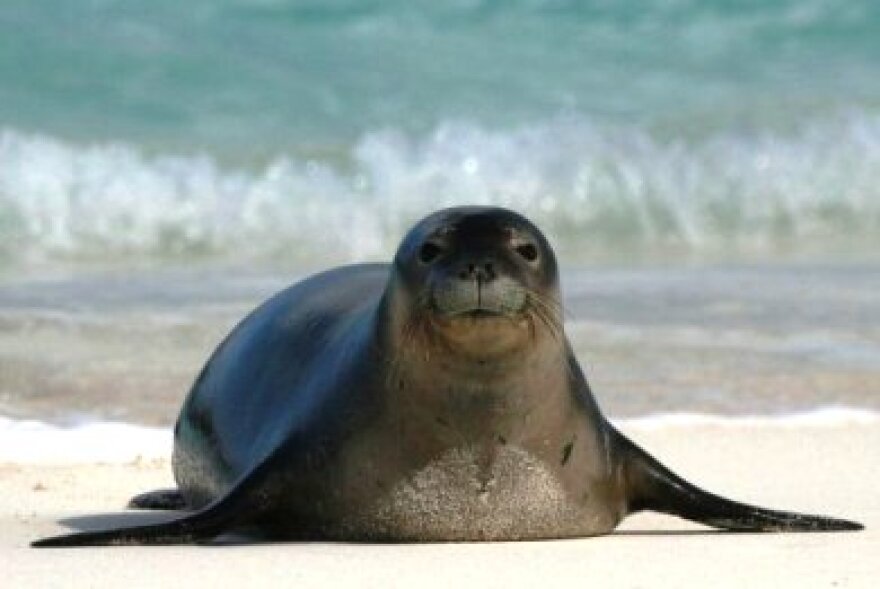 Απειλή νέας επιδημίας: Μετά τον Covid,  έρχεται η γρίπη των πτηνών 