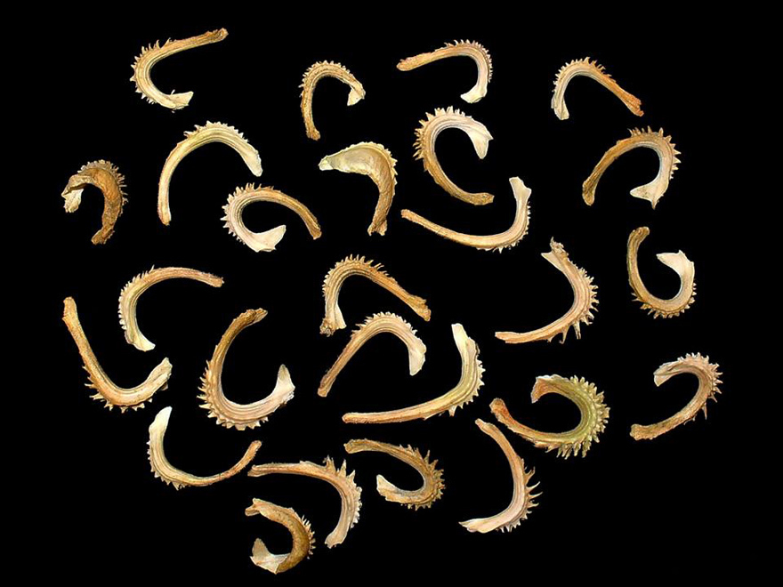 Φαρμακοποιός ή χορογράφος;