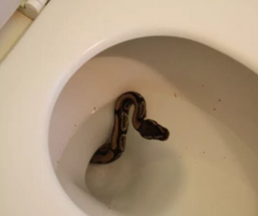 Απίστευτες φωτογραφίες: Πόσα ζώα μπορεί να βρει κάποιος σε μία... λεκάνη τουαλέτας;