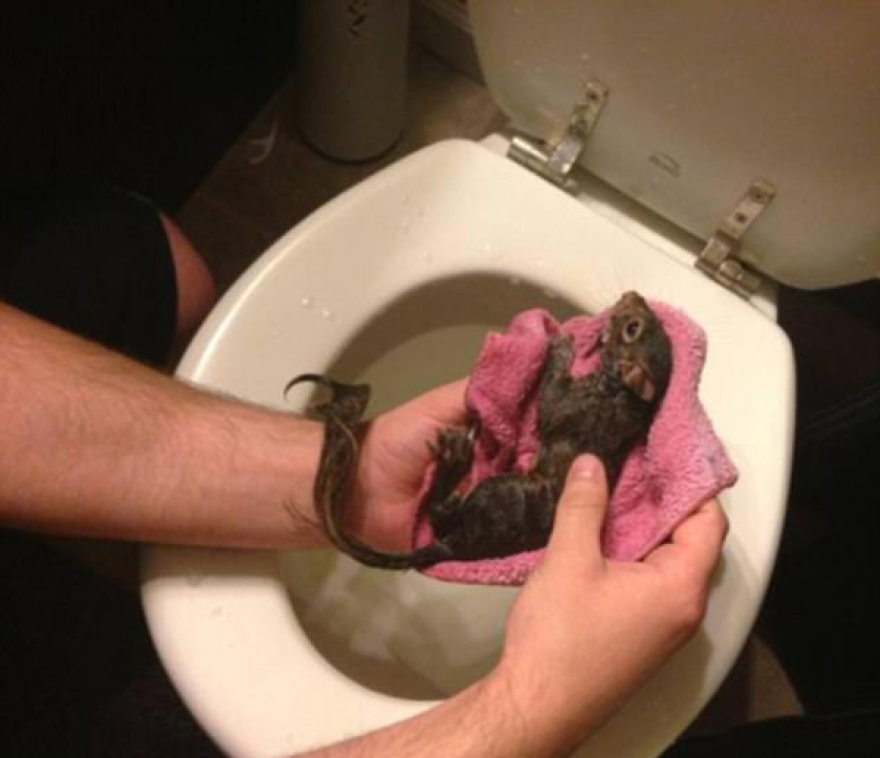 Απίστευτες φωτογραφίες: Πόσα ζώα μπορεί να βρει κάποιος σε μία... λεκάνη τουαλέτας;