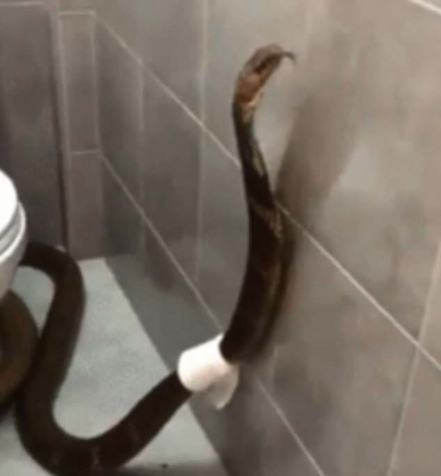 Απίστευτες φωτογραφίες: Πόσα ζώα μπορεί να βρει κάποιος σε μία... λεκάνη τουαλέτας;