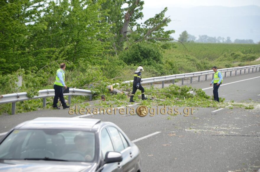Τραγωδία στην Εγνατία Οδό: Νεκρός άνδρας από πτώση δέντρου