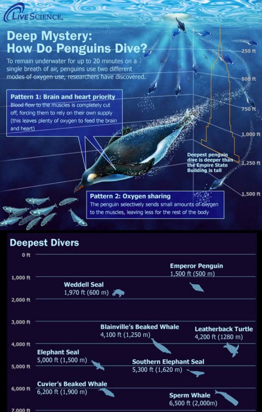 Επιστήμονες ανακαλύπτουν κατά λάθος μακροβούτι-ρεκόρ από Αυτοκρατορικό Πιγκουίνο