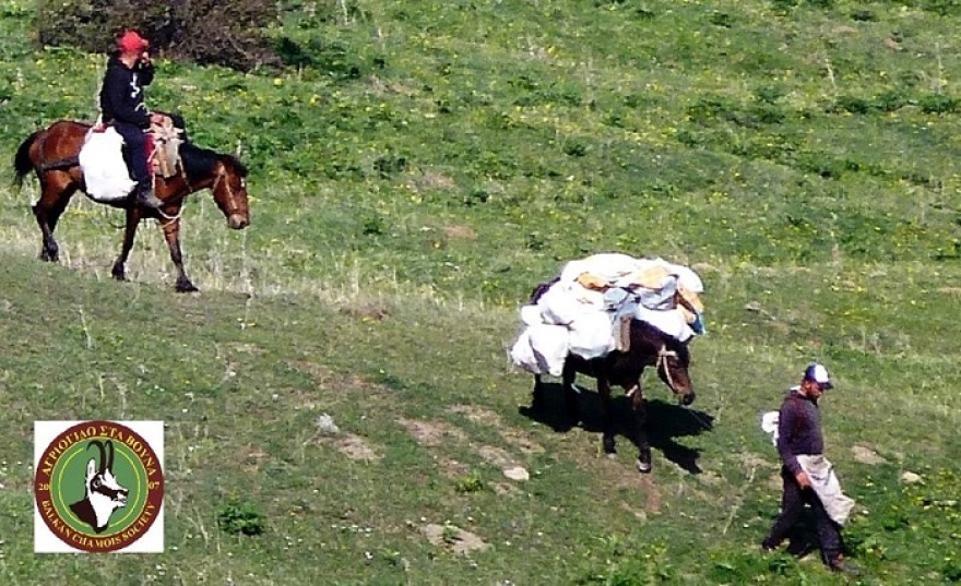 Αποκαλυπτικές εικόνες: Αλβανοί κυνηγοί βοτάνων θερίζουν τον Γράμμο! 