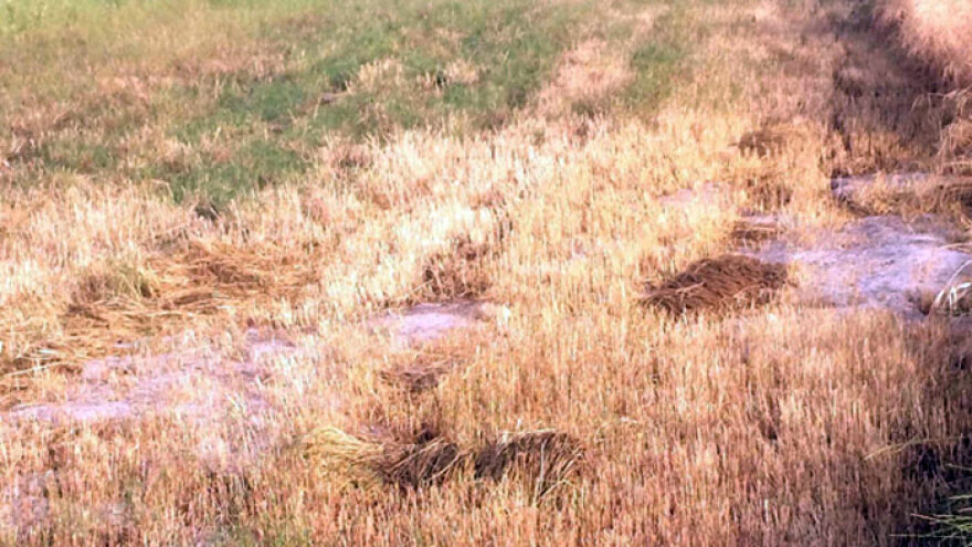 Φωτογραφίες και βίντεο: Χαλάζι και καταστροφές στον Δομοκό