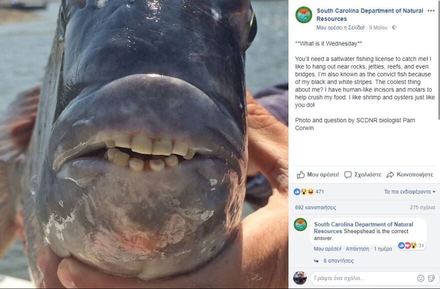 Φωτογραφία: Ψάρι με στόμα ανθρώπου στη Νότια Καρολίνα