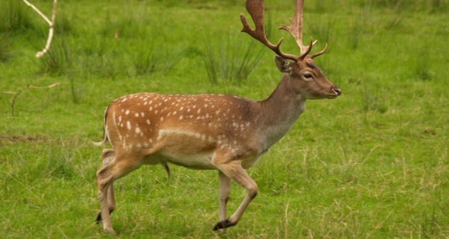 Αυξήθηκε εντυπωσιακά ο αριθμός των ελαφιών στη Ρόδο