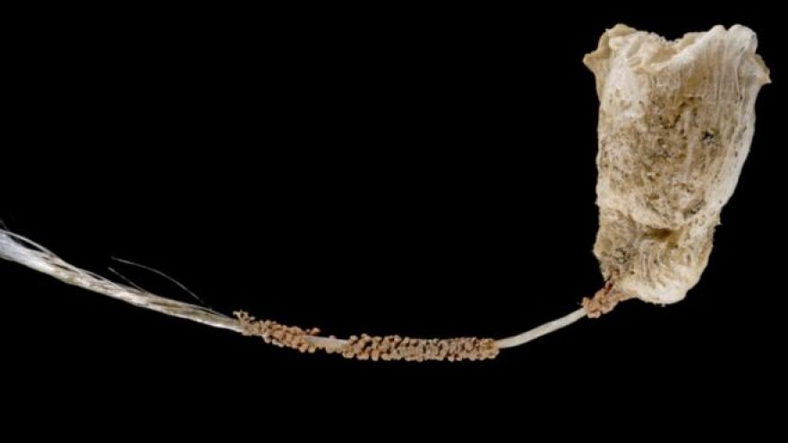 Φωτογραφίες: Πλάσματα από «άλλον πλανήτη» σε ανεξερεύνητους βυθούς