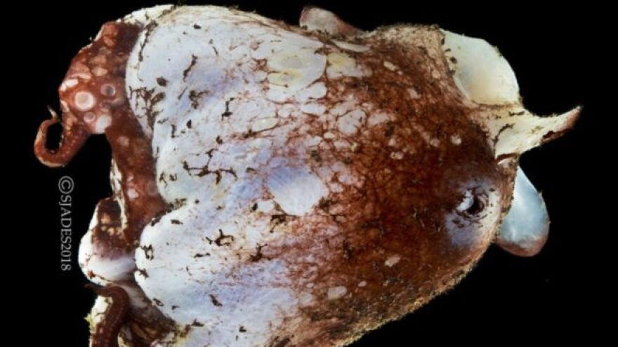 Φωτογραφίες: Πλάσματα από «άλλον πλανήτη» σε ανεξερεύνητους βυθούς