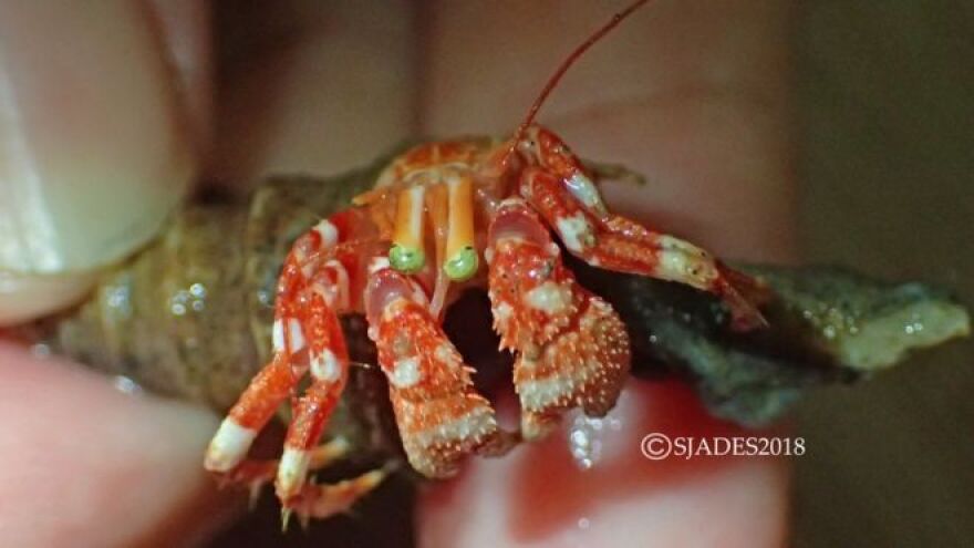 Φωτογραφίες: Πλάσματα από «άλλον πλανήτη» σε ανεξερεύνητους βυθούς